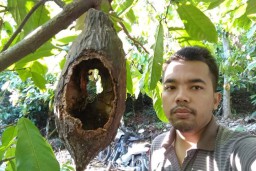 Diserbu Tupai, Kakau dan Durian Tempursari Gagal Panen