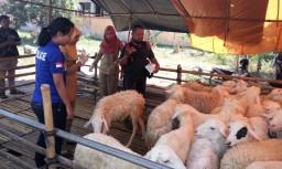 Dijual Dipinggir Jalan, Banyak Kambing Qurban Sakit Mata