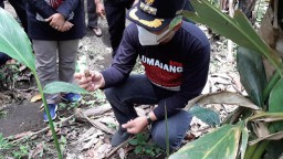 Kapulaga Komuditas Tumpangsari Untungkan Petani Pasrujambe Lumajang