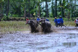 Karapan Kerbau, Antara Tradisi, Hobi dan Gengsi