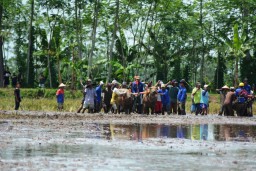 Meriah, Karapan Kerbau di Jatiroto Sambut Musim Tanam