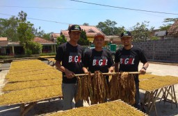 Petani Tembakau Lumajang Tersenyum Bahagia Harga Tetap Stabil