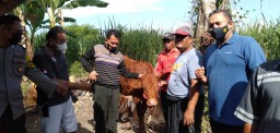 Kawanan Maling Mulai Beraksi Curi Sapi di Kebonsari Lumajang