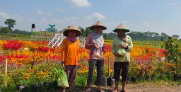 Kebun Bunga Gerbas Tani Kedungrejo Lumajang Betahan 2 Bulan Lagi