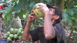 Kelapa Muda Hijau Asal Ranuyoso Lumajang Banyak Diburu Saat Pandemi