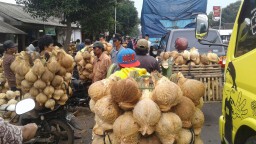 Melimpah, Harga Kelapa Asli Ranuyoso Anjlok