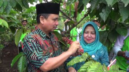 Lumajang Amat Kaya, Bupati Petik Kopi Robusta Lereng Semeru