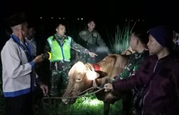 Kawanan Maling Sapi Terus Hantui Warga Randuagung Lumajang