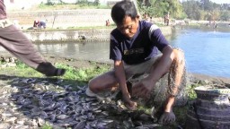 Wah..! Puluhan Ribu Ikan di Ranupakis Mabuk Jadi Berkah