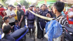 Warga Tangkap Ikan Uling Raksasa di Ranupakis Lumajang