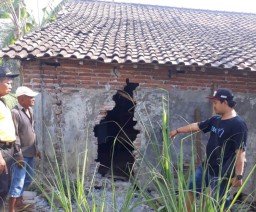 Dengar Komandan Tim Cobra Pindah Maling Sapi Teror Warga Krasak