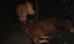 3 Ekor Sapi Warga Kunir Hilang Ditemukan di Desa Kaliwungu Lumajang