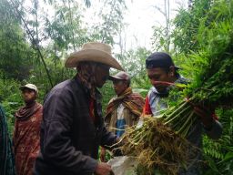 Ditresnarkoba Polda Jatim Terjun ke Lokasi Ladang Ganja TNBTS Lumajang