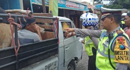 Satlantas Lumajang Tilang Mobil Bak Terbuka Angkut Orang dan Sapi