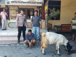 Curi Kambing Tetangga Warga Kaliwungu Lumajang Ditangkap Polisi