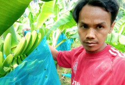 Petani Pisang Klakah Lumajang Mulai Tanam Cavendish