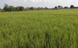 Petani Lumajang Terancam Gagal Panen Akibat Pupuk Langka