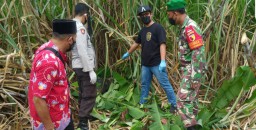 Mayat Lelaki Membusuk di Kebun Tebu Desa Pandansari Lumajang