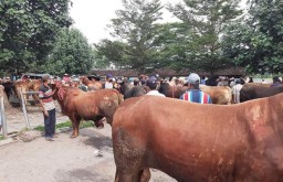 Waspadai Modus Combe Tipu Pembeli di Pasar Hewan Lumajang