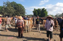 Transaksi di Pasar Hewan Lumajang Mencapai Miliaran Rupiah