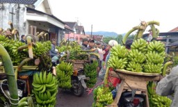 Lumajang Swasembada Pisang Tapi Harganya Bikin Nyesek