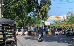 Pasar Hewan Ditutup, Pedagang Kambing di Lumajang Jualan Pinggir Jalan