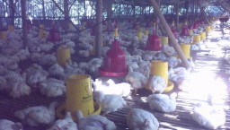 Harga Turun, Peternak Ayam di Lumajang Merugi dan Libur Sementara