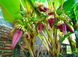 Keren...! Pisang Barlin Lumajang Bertandan Banyak