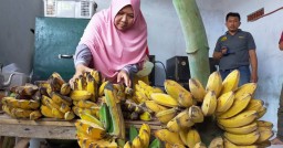 Harga Pisang Kepok Lumajang Bikin Geleng-geleng Pelaku Usaha