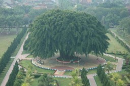 Ini Sejarah Pohon Beringin Raksasa Icon Alun Alun Lumajang