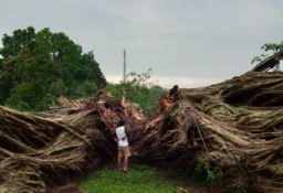 Pohon Beringin Icon Alun Alun Lumajang Tumbang