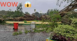 Pohon Beringin Alun Alun Lumajang Tumbang, Ada Pertanda Apa.?