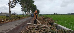 Belasan Pohon Peneduh di Jalan Kapuas Lumajang Dijual Tanpa Ijin