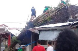 Angin Kencang Tumbangkan Puluhan Pohon di Lumajang