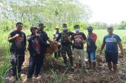 Sapi Milik Warga Bago Lumajang Dicuri Ditemukan di Kebun Tebu