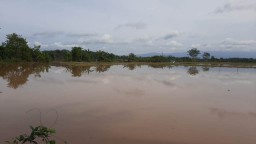 Puluhan Hektar Lahar Pertanian di Sidorejo Terancam Gagal Panen