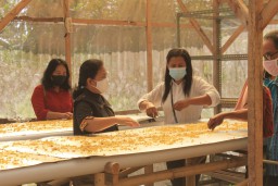 Puslit PTPN Sukosari Lumajang Perkenalkan Pengganti Beras dari Pisang