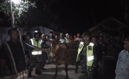 Warga dan Patroli Gabungan Gagalkan Pencurian Sapi di Randuagung