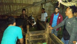 Satgas Keamanan Desa Bersama Polisi Gagalkan Pencurian 3 Sapi di Ranuwurung