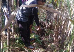 Heboh, Tanah di Ladang Tebu Desa Umbul Amblas