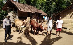 Tim Kuro Lumajang dan Warga Temukan 3 Ekor Sapi Hilang di Ranuyoso