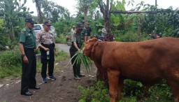 Lumajang Selatan Diteror Maling Sapi Polisi Kerahkan Anjing Pelacak