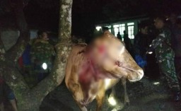 Sadis..! Sapi Curian di Randuagung Dipotong Kupingnya Sampai Putus