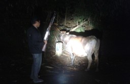 Dihadang Dijalur Pelarian, Polsek Ranuyoso Gagalkan Pencurian Sapi