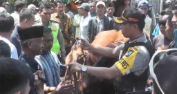 5 Sapi Diduga Hasil Curian Diambil dari Kandang Kusnan Selok Anyar