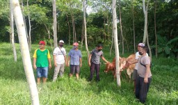 Sapi Warga Pasirian Hilang Ditemukan di Stadion Srikandi Lumajang