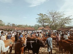 Jelang Hari Raya Idul Adha, Harga Sapi Kurban di Lumajang Naik