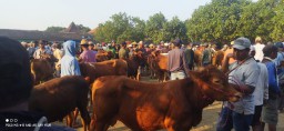 Jelang Idul Adha Harga Sapi di Pasar Hewan Lumajang Merangkak Naik