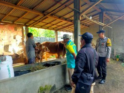 Jelang Hari Raya Idul Adha, Sapi di Desa Jatigono Lumajang Dapat Pengobatan Gratis