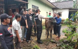 Aksi Maling Sapi Masih Teror Warga Lumajang Utara